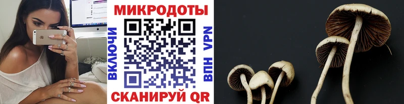 блэк спрут ССЫЛКА  Духовщина  Псилоцибиновые грибы Psilocybe 